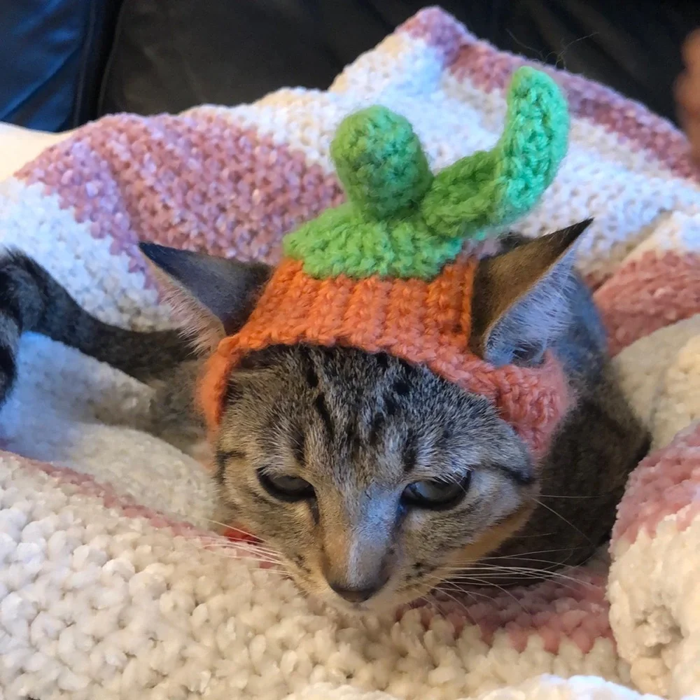 Cat or kitten pumpkin crochet hat one size handmade new 🐱😻😻😻